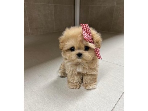 Bıcır bıcır bebek maltipoo