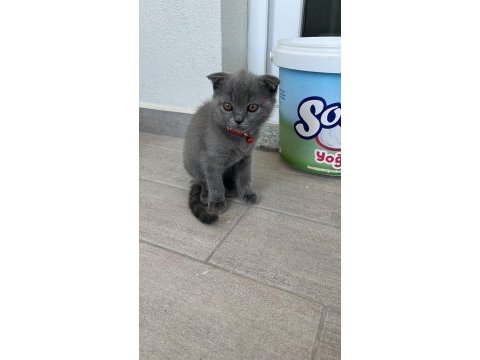 Yorumsuz ve üst kalite scottish fold