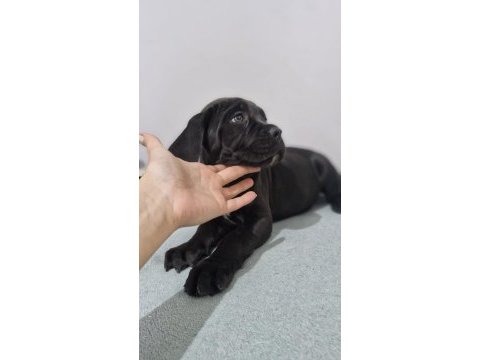 Saglık ve safkanlık garantılı şecereli cane corsolar