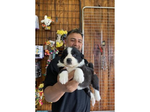 En zeki ırk border collie yavruları