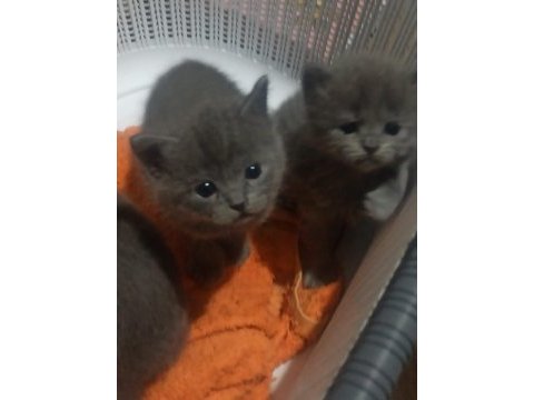 Russian blue kedimiz ev arıyor