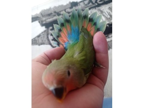 Sevda papağanı yavru iyi bakılırsa 20 yıl yaşar
