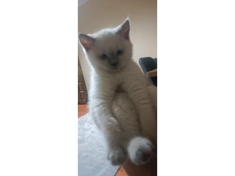 Scottish fold ve british shorthair