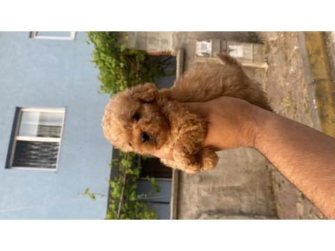 Maltipoo yavrular 2 kg olacak