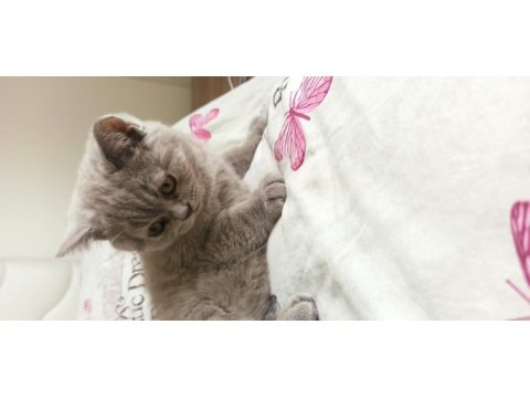Acil british longhair