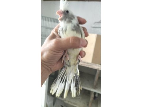 Ele alıştırmalık sultan papağanı yavrusu