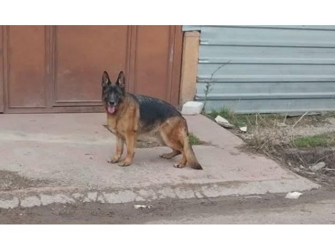 Sg2 roza von tuni alman kurdu
