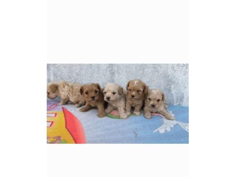 Poodle kalitesinde maltipoo minnaklarım