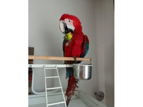 Ara macaw papağanımız