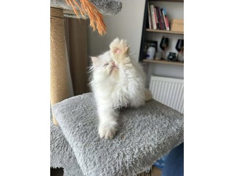 İran persian ( show kalite )