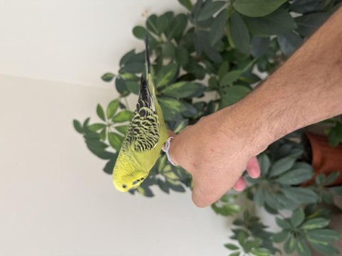 Konuşan muhabbet kuşu fıstık 81 ile gönderim mevcuttur