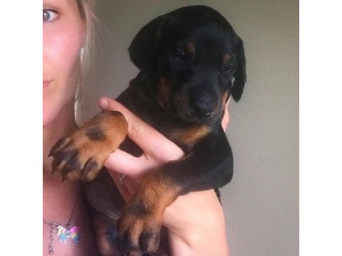 Ev ortamında doğan bebek köpeklerim yeni evini arıyor