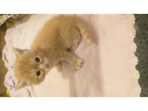 Güzel british longhair yavrular yeni sahiplerini arıyor