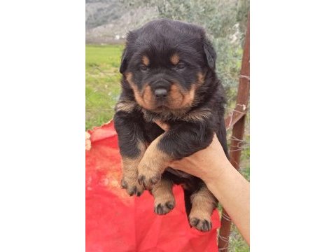 Koca kafa rottweiler yavrular 2 erkek ve 1 dişi