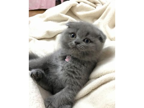 Scottish fold british siyam yavru çeşitler mevcuttur
