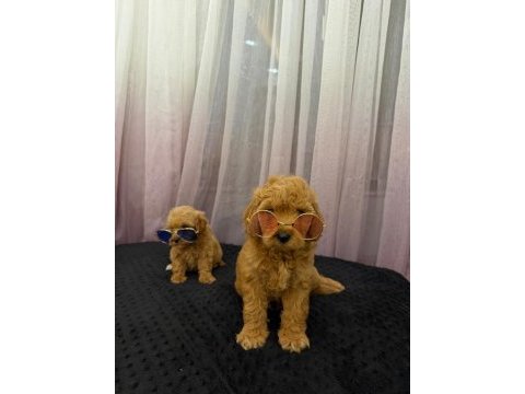 Teddy face maltipoo 