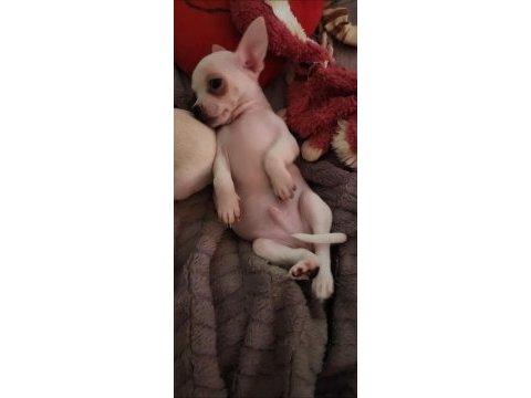 Orijinal elma kafa chihuahua yavruları bir dişi ve bir erkek