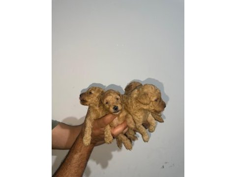 Toy poodle sağlık garantili