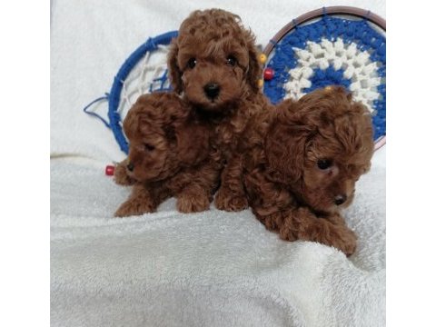 Kore teddy face poodle