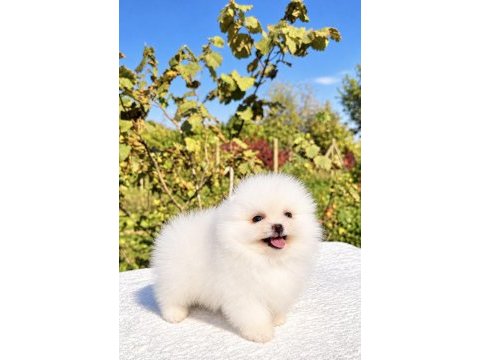 Minicik pomeranian boo köpeği