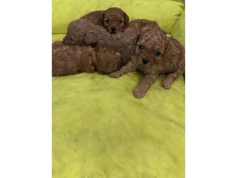 A kalite kg garantili toy poodle bebekler