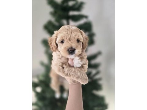 Golden beyaz ırk garantili köpeğimiz