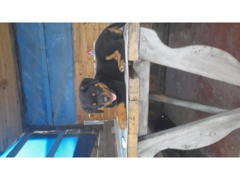 Muhteşem ırk rottweiler