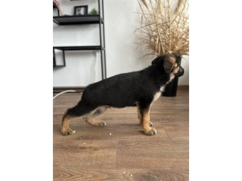 Showline müthiş anatomi pigment alman çoban köpekleri
