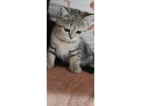 British shothair silver tabby cocolate
