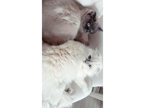 Scottish fold blue point