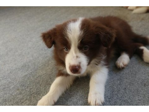 A şecere yavru köpekler