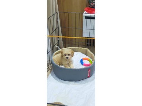 2 aylık erkek maltipoo
