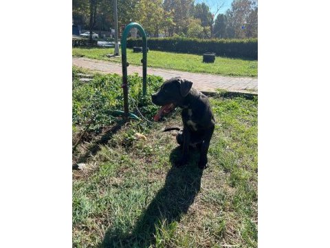 Safkan muhteşem cane corso
