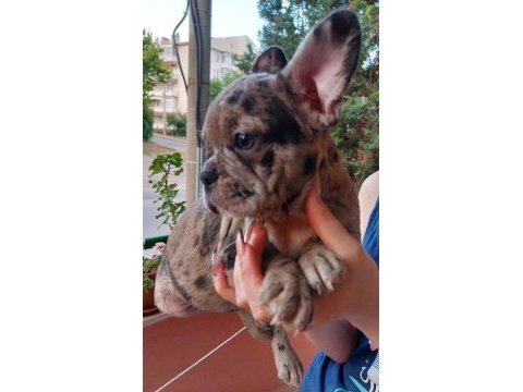 2 aylık fransız bulldog yavruları 7 tane 3 dişi 4 erkek