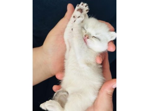Yakışıklılığını babasından almış kedimiz