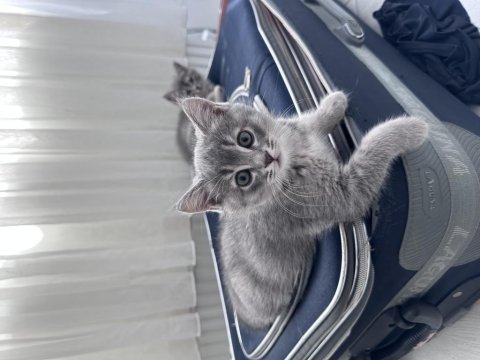 Ev ortamında büyümüş iki aylık british shorthair kediler