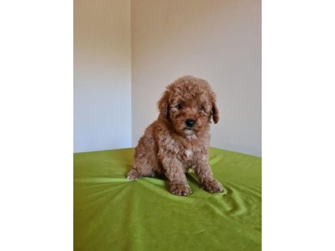 Redbrown toy poodle yavrular