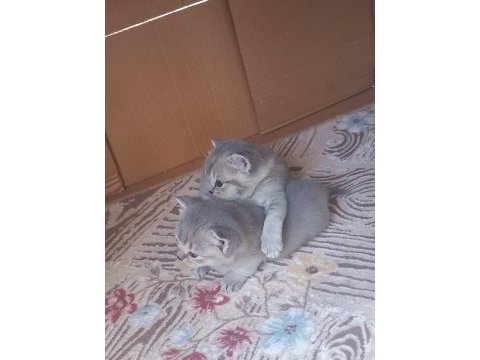 Koca kafa kediler