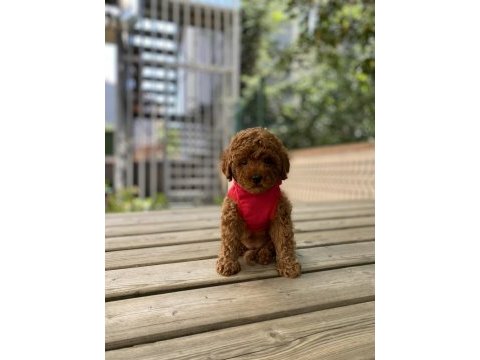 Safkan red brown toy poodle bebekler