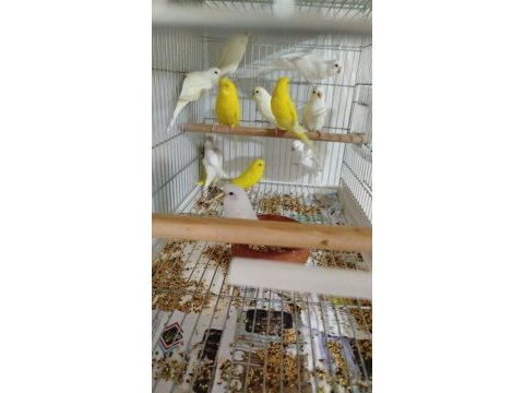 Lutino albino cremio muhabbet kuşu yavrular