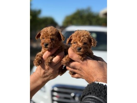 Büyümeyen aşılı wc eğitimli premıum toy poodle