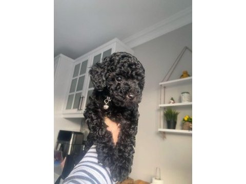 Orijinal toy poodle yavrular