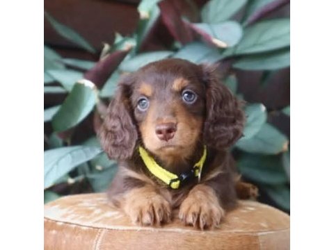 Longhair eşsiz güzellikte dacshund (sosis)