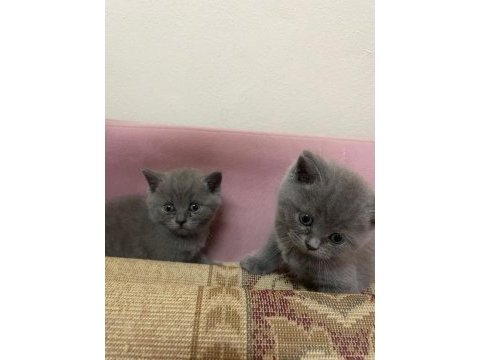Safkan british shorthair yavrularımız yeni yuvalarına hazır