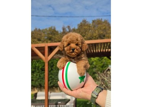 Poodle çiftliğinden red brown toy poodle bebeklerimiz