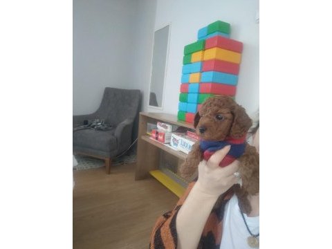Toy poodle yavrular