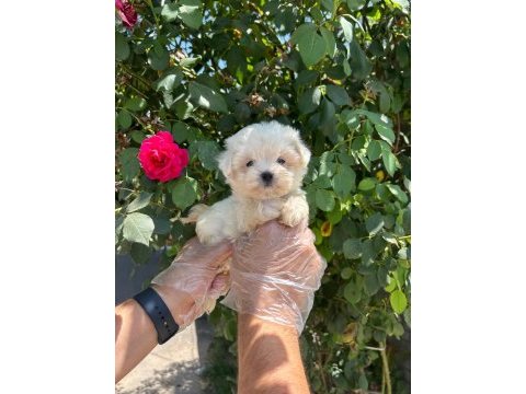 Safkan maltese terrier yavruları
