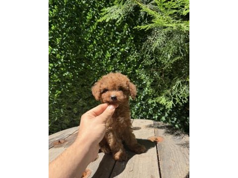 Orjinal toy poodle yavrumuz 