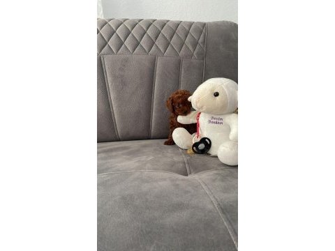 Kore poodle ırkının en iyisi teacup