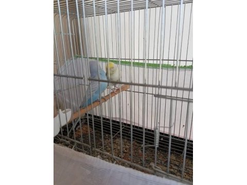 1 çift muhabbet kuşu